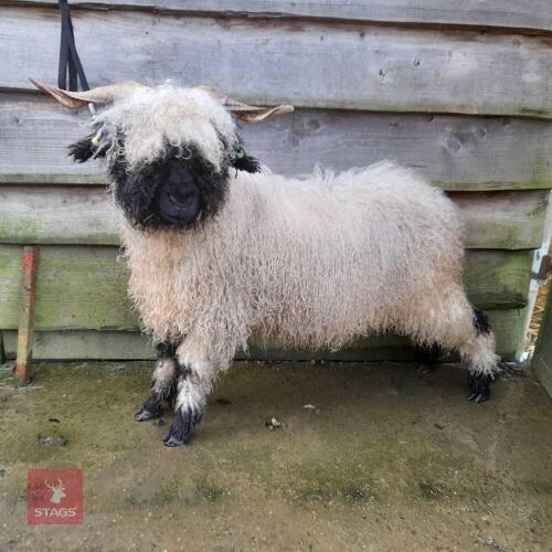 VALAIS BLACKNOSE WETHER LAMB