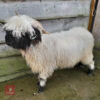 VALAIS BLACKNOSE WETHER LAMB - 2