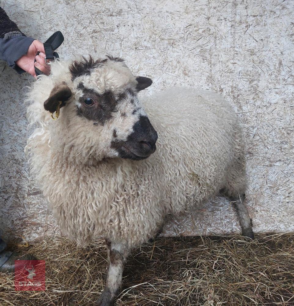 2 VALAIS X SHEARLING EWES - BIDS PER LIFE