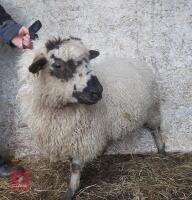 2 VALAIS X SHEARLING EWES - BIDS PER LIFE