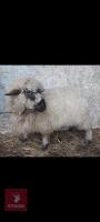 2 VALAIS X SHEARLING EWES - BIDS PER LIFE - 2