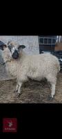 2 VALAIS X SHEARLING EWES - BIDS PER LIFE