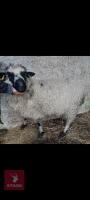 2 VALAIS X SHEARLING EWES - BIDS PER LIFE - 2
