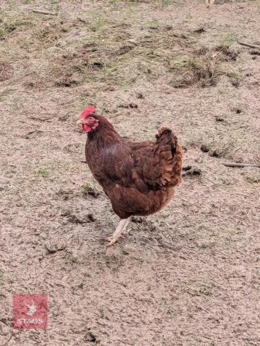 3 RHODE ISLAND RED UTILITY HENS - BIDS PER LIFE