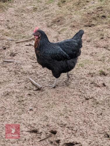 3 FRENCH BLACK COPPER MARAN HENS - BIDS PER LIFE