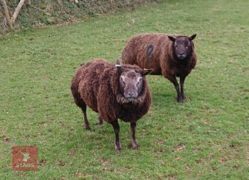 2 BLUE TEXEL RAMS - BIDS PER LIFE