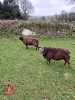 2 BLUE TEXEL RAMS - BIDS PER LIFE - 2