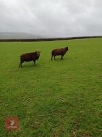2 BLUE TEXEL RAMS - BIDS PER LIFE - 3