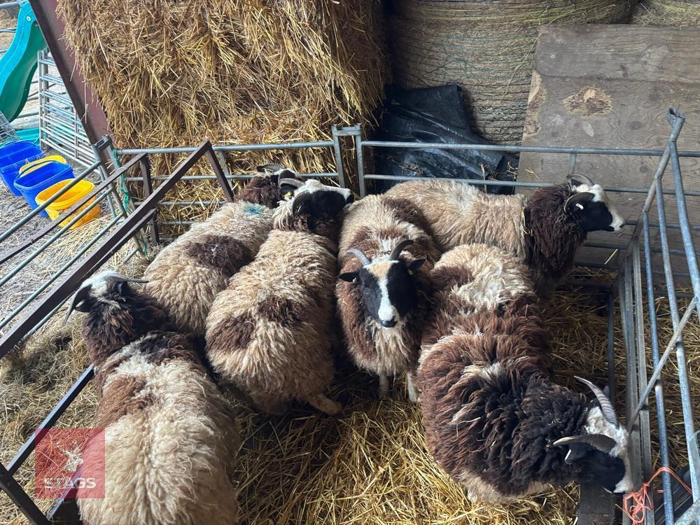 6 PURE BRED JACOB EWE HOGGS