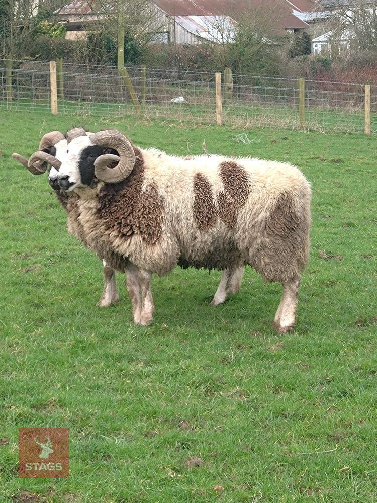 4YO PEDIGREE JACOB RAM