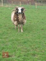 4YO PEDIGREE JACOB RAM - 3