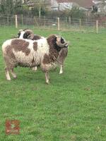 4YO PEDIGREE JACOB RAM - 4