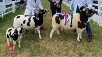 4YO PEDIGREE JACOB RAM - 5