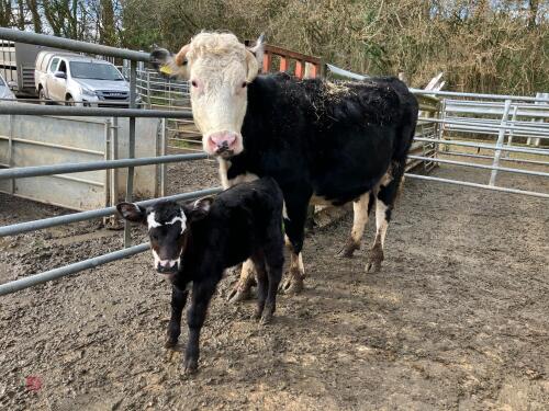 5YO HEREFORD X COW & ANGUS BULL CALF - BIDS FOR THE GROUP