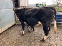 5YO HEREFORD X COW & ANGUS BULL CALF - BIDS FOR THE GROUP - 2