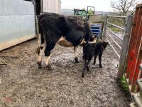 5YO HEREFORD X COW & ANGUS BULL CALF - BIDS FOR THE GROUP - 3