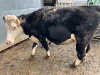 5YO HEREFORD X COW & ANGUS BULL CALF - BIDS FOR THE GROUP - 4