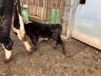 5YO HEREFORD X COW & ANGUS BULL CALF - BIDS FOR THE GROUP - 6