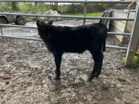5YO HEREFORD X COW & ANGUS BULL CALF - BIDS FOR THE GROUP - 7