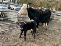 5YO HEREFORD X COW & ANGUS BULL CALF - BIDS FOR THE GROUP - 10