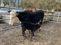 5YO HEREFORD X COW & ANGUS BULL CALF - BIDS FOR THE GROUP - 11