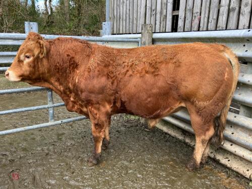 4YO PUREBRED LIMOUSIN BULL