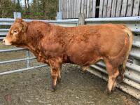 4YO PUREBRED LIMOUSIN BULL