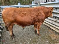 4YO PUREBRED LIMOUSIN BULL - 2