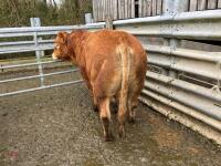 4YO PUREBRED LIMOUSIN BULL - 3