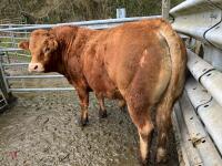 4YO PUREBRED LIMOUSIN BULL - 4