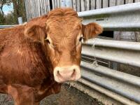 4YO PUREBRED LIMOUSIN BULL - 5