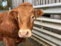 4YO PUREBRED LIMOUSIN BULL - 6