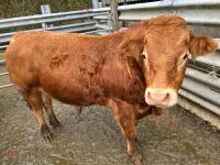 4YO PUREBRED LIMOUSIN BULL - 7