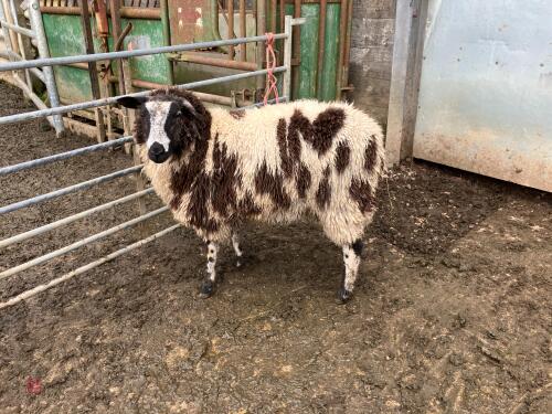 PUREBRED DUTCH SPOTTED EWE HOGG