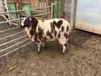 PUREBRED DUTCH SPOTTED EWE HOGG - 2