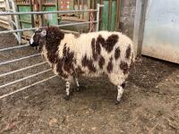 PUREBRED DUTCH SPOTTED EWE HOGG - 4