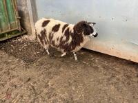 PUREBRED DUTCH SPOTTED EWE HOGG - 5