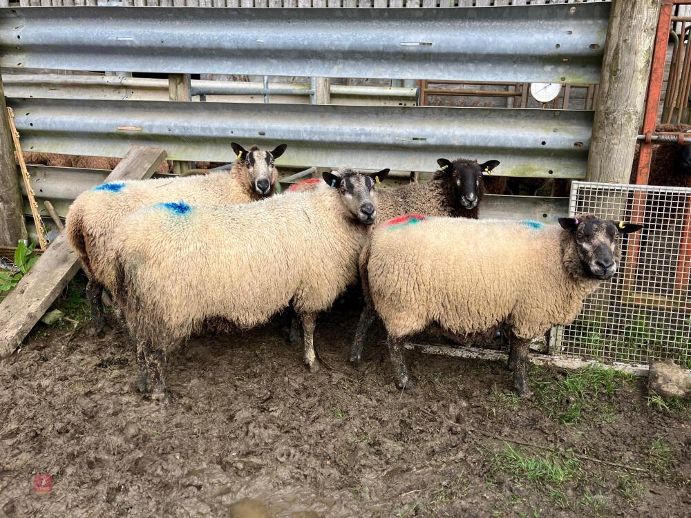 4 BADGER MULE IN LAMB EWES - BIDS PER LIFE