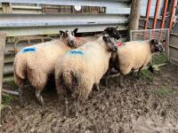 4 BADGER MULE IN LAMB EWES - BIDS PER LIFE - 2