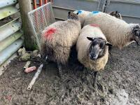 4 BADGER MULE IN LAMB EWES - BIDS PER LIFE - 4