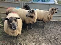 4 BADGER MULE IN LAMB EWES - BIDS PER LIFE - 5