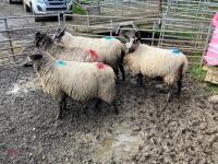 4 BADGER MULE IN LAMB EWES - BIDS PER LIFE - 7