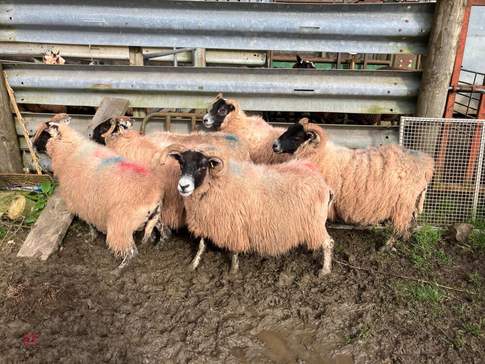 6 FM/BM IN LAMB SCOTCH BLACKFACE EWES - BIDS PER LIFE