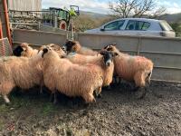 6 FM/BM IN LAMB SCOTCH BLACKFACE EWES - BIDS PER LIFE - 2