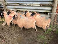 6 FM/BM IN LAMB SCOTCH BLACKFACE EWES - BIDS PER LIFE - 3