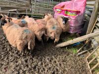 6 FM/BM IN LAMB SCOTCH BLACKFACE EWES - BIDS PER LIFE - 5