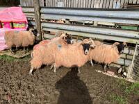 6 FM/BM IN LAMB SCOTCH BLACKFACE EWES - BIDS PER LIFE - 6