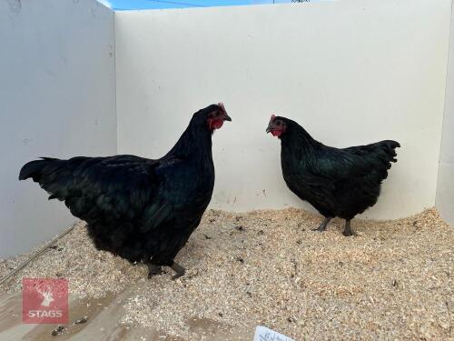 2 LARGE BLACK AUSTRALORP PULLETS - BIDS PER LIFE