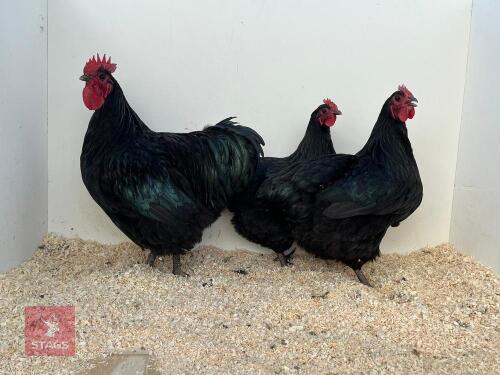 TRIO OF LARGE BLACK AUSTRALORPS - BIDS PER LIFE