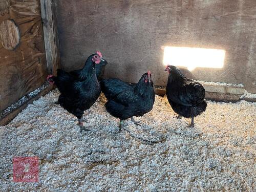 3 BLACK AUSTRALORP BANTAM PULLETS - BIDS PER LIFE